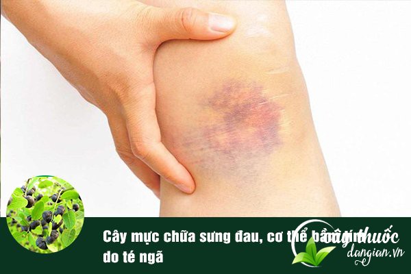 Cây mực cũng thường được dùng để làm bài thuốc chữa sưng đau rất hiệu quả.