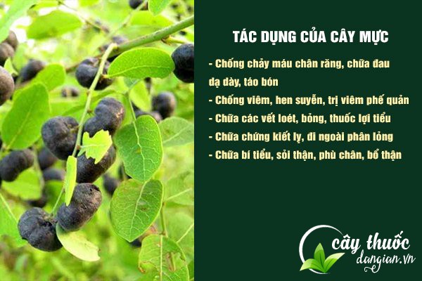 Một số công dụng tốt của cây mực đối với sức khỏe.