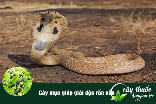 Cây mực thường dùng để sơ cứu vết thương do rắn cắn.