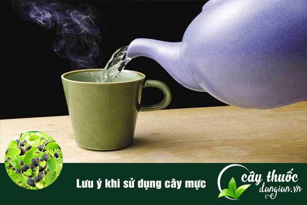Lưu ý là không lạm dụng bài thuốc từ cây mực quá liều lượng sẽ dễ phản tác dụng.