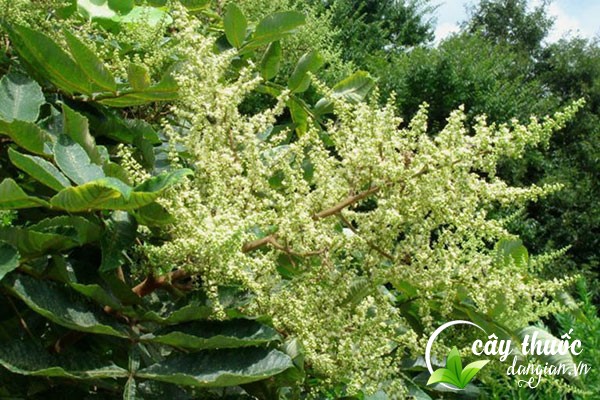 Cây muối rừng có nhiều tên gọi khác nhau như Ngũ bội tử thụ,... được sử dụng nhiều để làm thuốc chữa bệnh