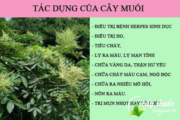Công dụng của cây muối rừng đối với sức khỏe