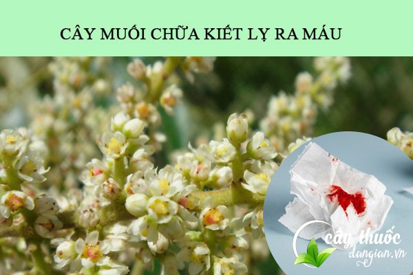 Bài thuốc cây muối rừng chữa bệnh kiết lị ra máu hiệu quả