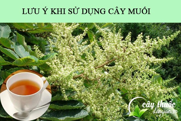 Lưu ý tha khảo ý kiến bác sĩ trước khi sử dụng các bài thuốc từ cây muối