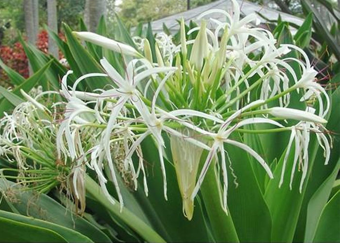 Cây náng hoa trắng