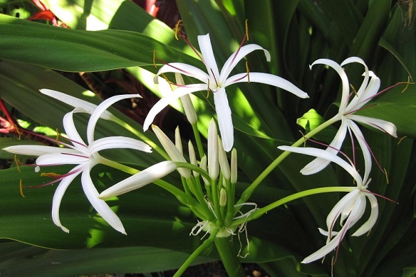 Cây náng hoa trắng hay còn được gọi là cây đại tướng quân là một vị thuốc trong Đông y