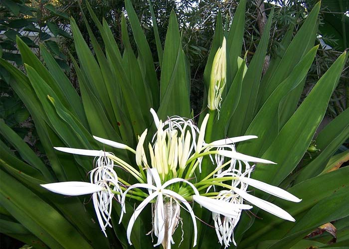 Cây náng hoa trắng