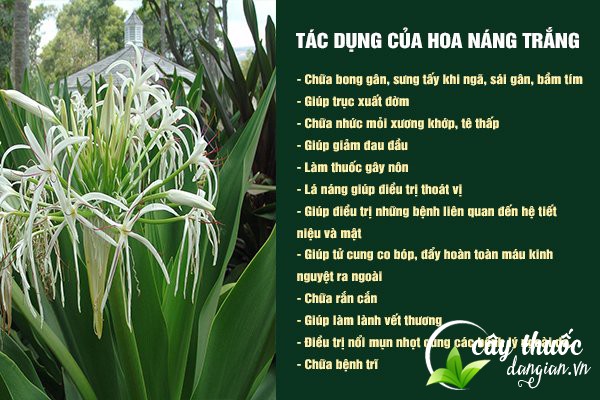 Những công dụng tốt của cây hoa náng trắng đối với sức khỏe.