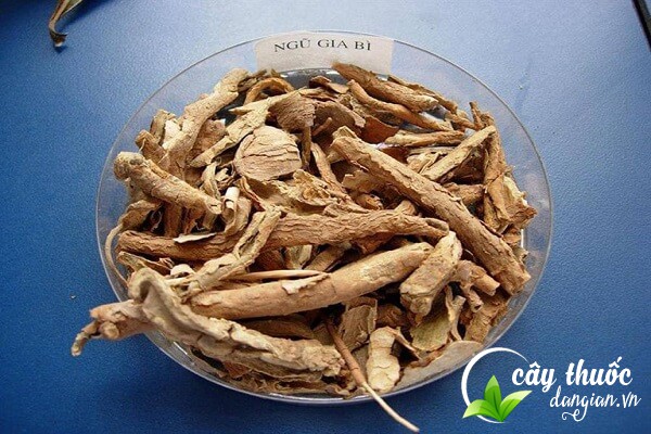 bài thuốc ngũ gia bì trị đau thần kinh vai cổ do hàn thấp