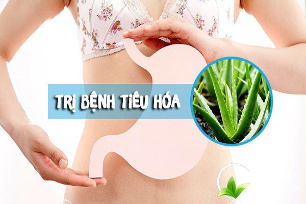 Nha đam có tác dụng hỗ trợ chữa trị các bệnh tiêu hóa, dạ dày