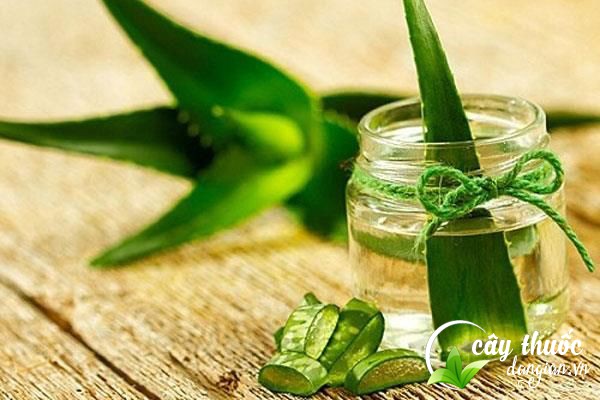 Nên sử dụng nha đam tươi, có nguồn gốc xuất xứ rõ ràng