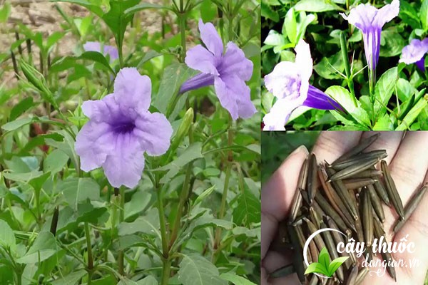 Cây nổ hay còn gọi là cây quả nổ, cây tanh tách,... được sử dụng làm cây cảnh và làm thuốc chữa bệnh