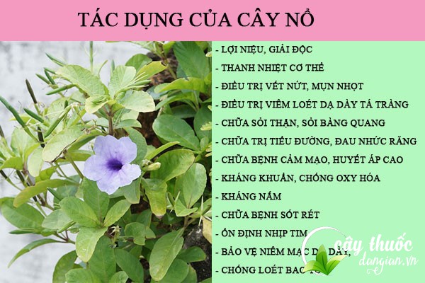 Tác dụng của cây nổ đối với sức khỏe