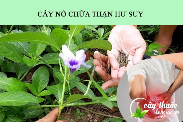 Bài thuốc cây nổ chữa hư thận, suy thận khá tốt