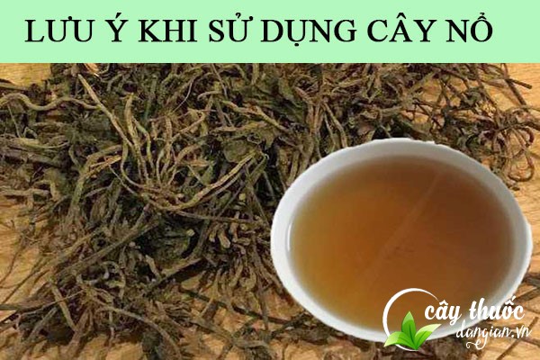Lưu ý không lạm dụng cây nỏ làm bài thuốc chữa bệnh sẽ gây hại cho sức khỏe