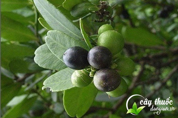 Cây Quýt gai còn được gọi là cam trời,... được dùng nhiều làm thuốc chữa bệnh