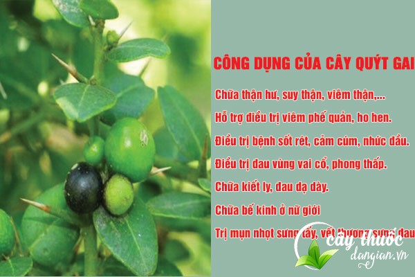 Cây quýt gai có nhiều công dụng tốt cho sức khỏe cả về mặt Đông y và Y học hiện đại