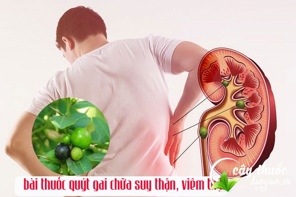 Bài thuốc cây quýt gai chữa suy thận, viêm thận