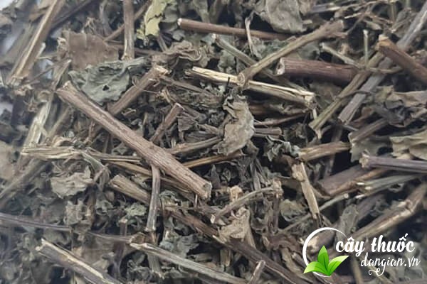 Nên tham khảo ý kiến của người có chuyên môn trước khi sử dụng bài thuốc từ cây râu mèo để được tư vấn tốt nhất.