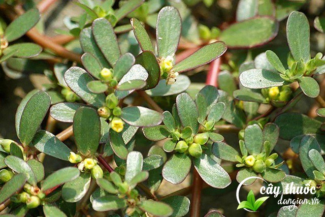 Cây rau sam chữa bệnh trĩ