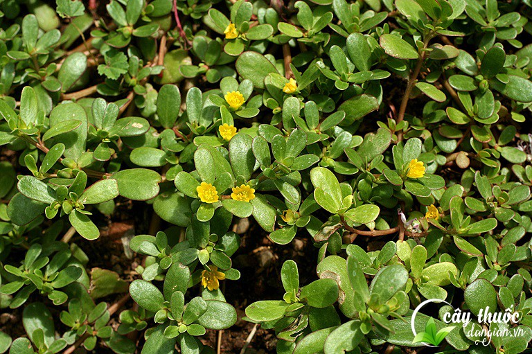 Cây rau sam chữa tiểu đường