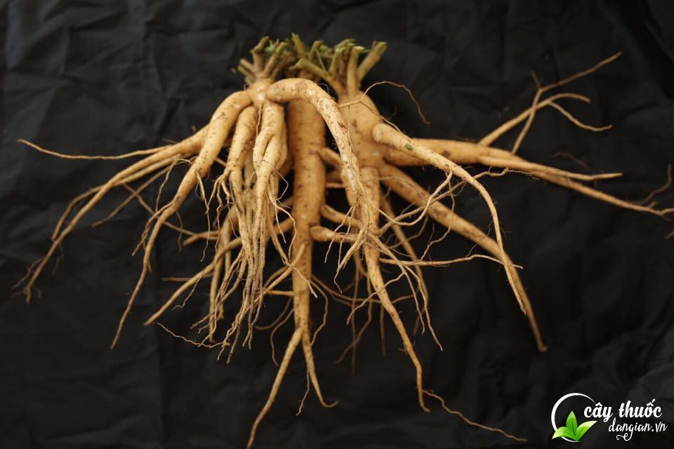 Cách ngâm rượu sâm bố chính