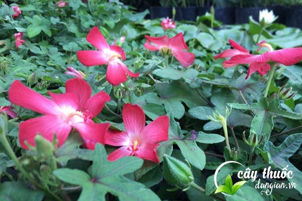 Cây sâm bố chính