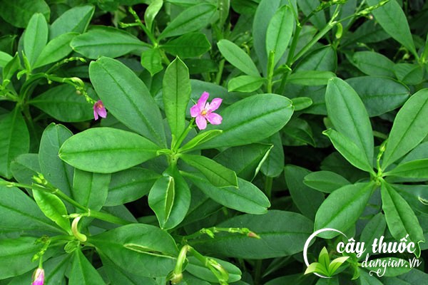 Hình ảnh cây sâm đất