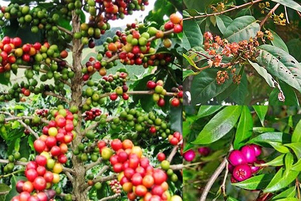 Sắn thuyền là một dược liệu được sử dụng nhiều trong các bài thuốc đông y