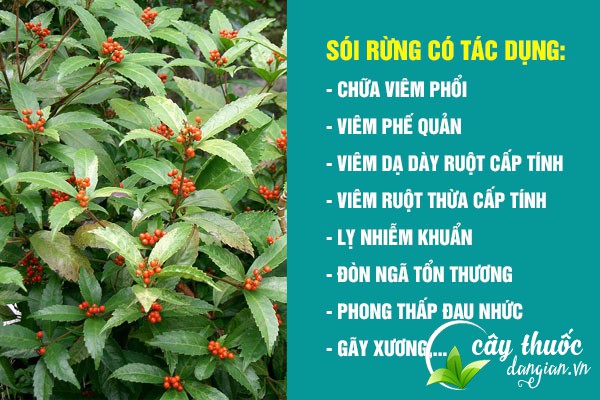 Cây sói rừng mang lại nhiều công dụng tốt cho sức khỏe cả về mặt Đông y và Y học hiện đại