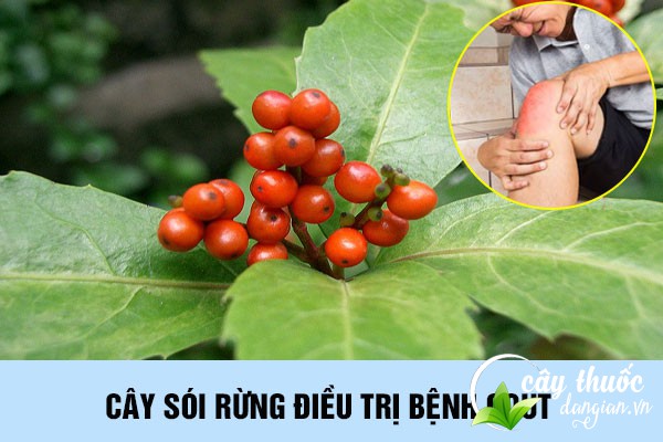Bài thuốc cây sói rừng chữa bệnh Gout rất tốt