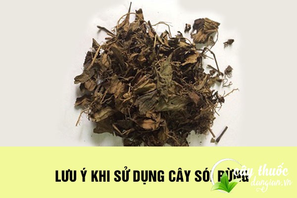 Lưu ý tham khảo ý kiến bác sĩ trước khi sử dụng cây sói rừng làm thuốc chữa bệnh