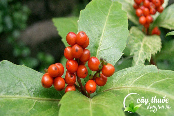 Cây sói rừng có tên khoa học là Sarcandra glabra được sử dụng nhiều làm thuốc chữa bệnh