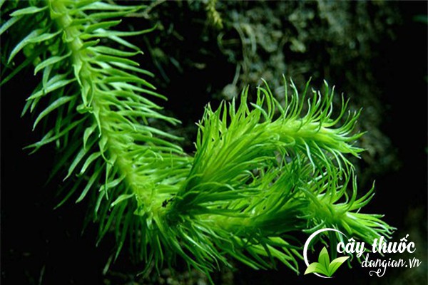 Cây thạch tùng có tên khoa học là Lycopodium clavatum L là một dược liệu được sử dụng trong Đông y.