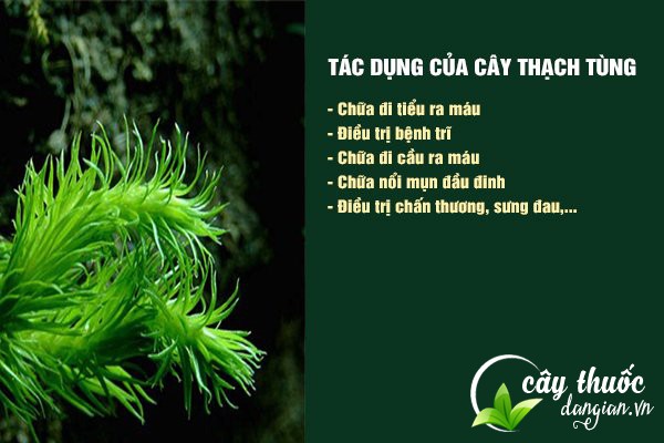 Những công dụng của cây thạch tùng đối với sức khỏe.