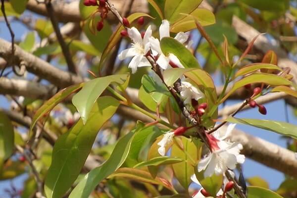 Cây thành ngạnh hay còn gọi là cây đỏ ngọn, ngành ngạnh,... là một loại cây dược liệu có tác dụng chữa bệnh