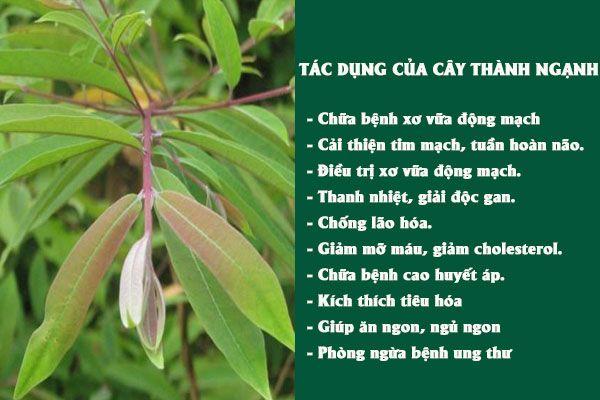 Cây thành ngạnh có nhiều công dụng chữa bệnh ở hệ tim mạch, huyết áp, tiêu hóa,...