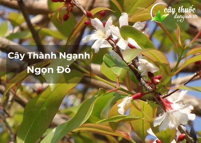 Cây Thành Ngạnh ngọn đỏ