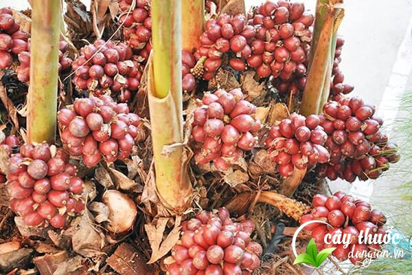 Thảo quả hay còn có tên gọi khác là đò ho, tò ho,... vừa là một loại gia vị, vừa là một vị thuốc chữa bệnh.