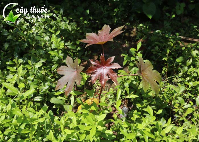 cây thầu dầu tía