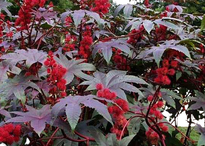 Cây thầu dấu tía