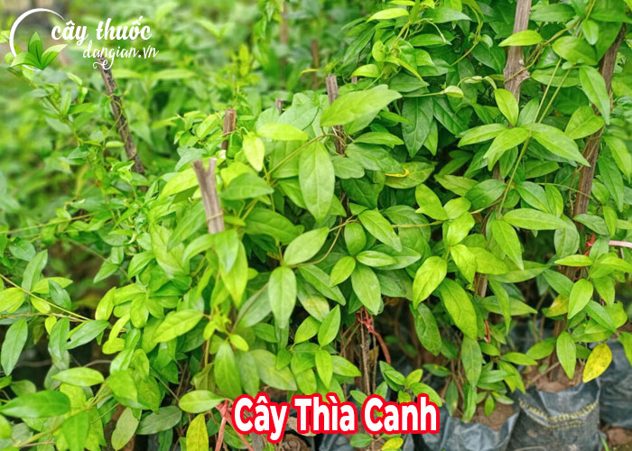 Cây thìa canh