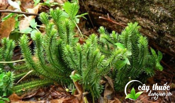 Cây thông đất – món quà nhỏ ý nghĩa lớn cho sức khỏe