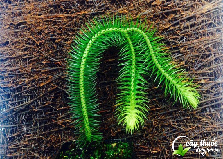 Đôi nét về cây thông đất