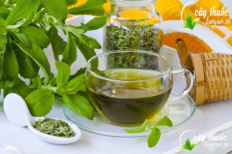 Bài thuốc chữa bệnh từ cây thông đất