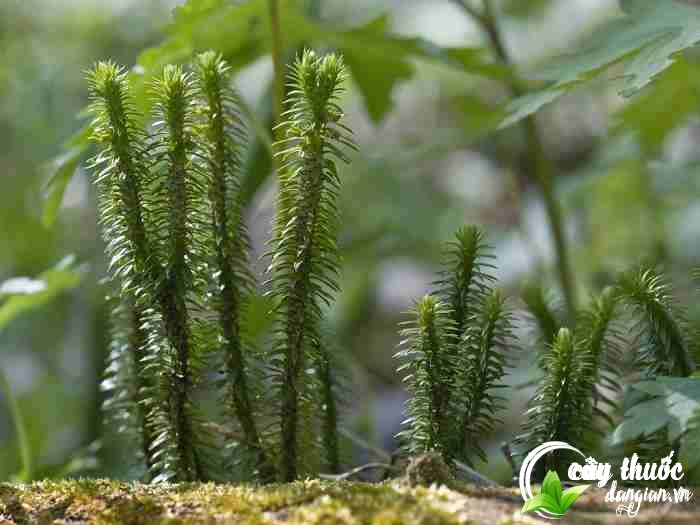 Địa chỉ mua cây thông đất khô uy tín, chất lượng