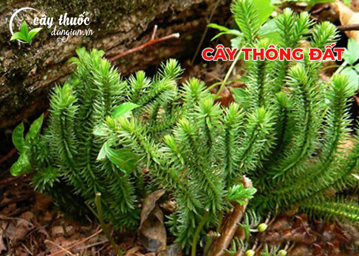 Cây thông đất hay còn gọi thạch tùng bèo