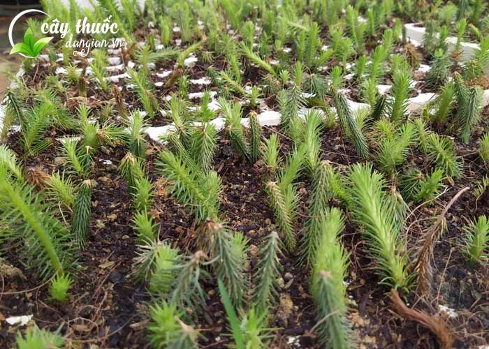 Cây thông đất hình ảnh thực tế