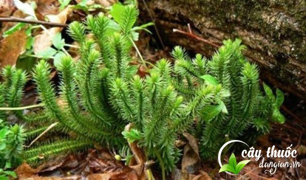 mua-cay-thong-dat-o-dau-tot