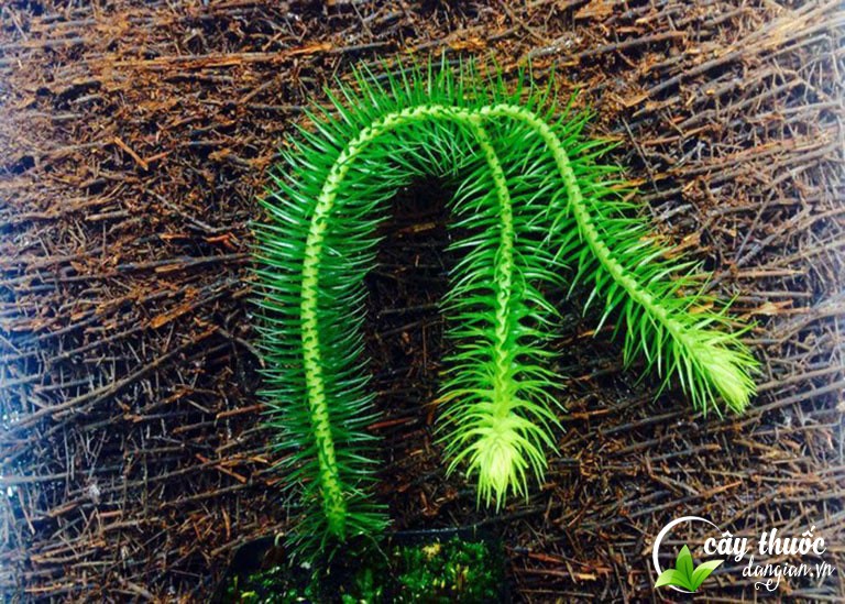 hinh-anh-cay-thong-dat